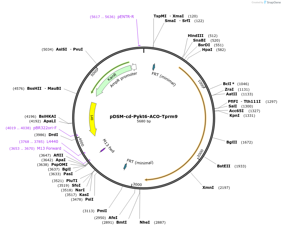 127732-plasmid-map-sequence-id-254062
