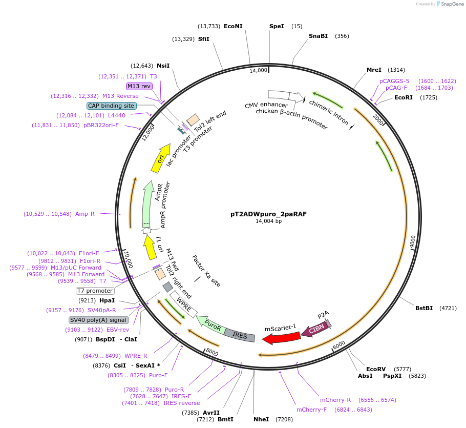 129653-plasmid-map-sequence-id-254065