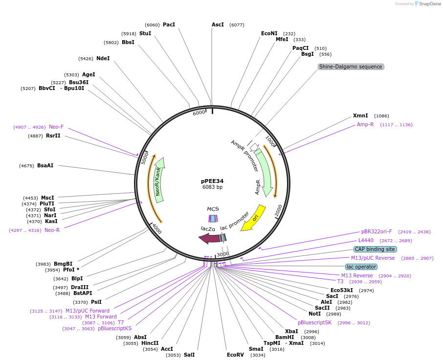 128374-plasmid-map-sequence-id-254066