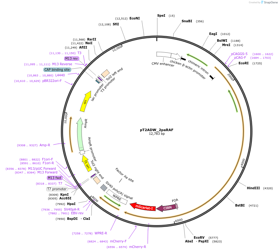129654-plasmid-map-sequence-id-254067