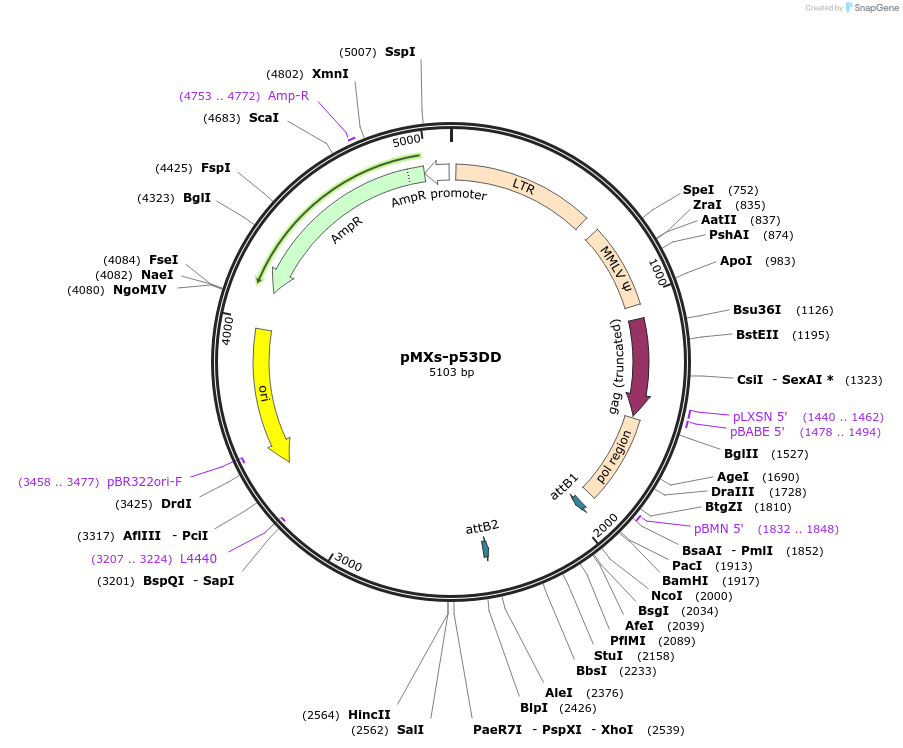 22729-plasmid-map-sequence-id-254068