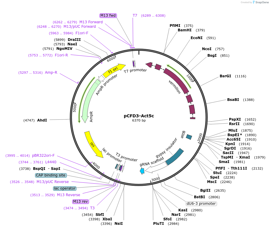 130278-plasmid-map-sequence-id-254072
