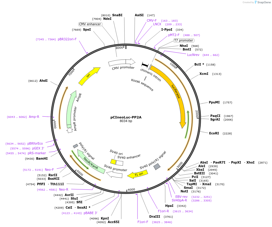 128349-plasmid-map-sequence-id-254082