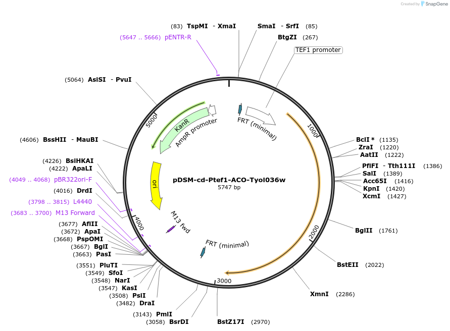 127733-plasmid-map-sequence-id-254089