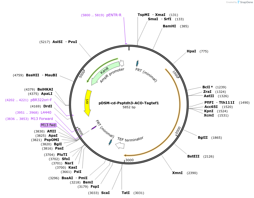 127734-plasmid-map-sequence-id-254091