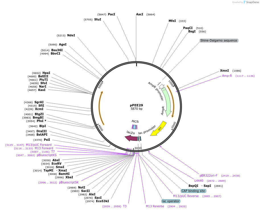 128369-plasmid-map-sequence-id-254099
