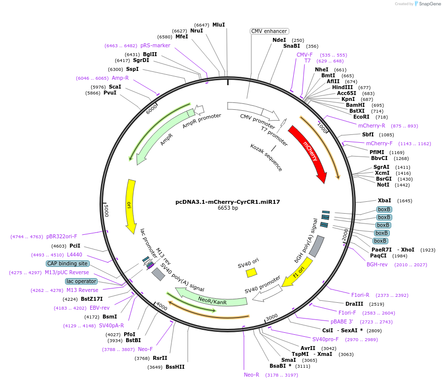 128748-plasmid-map-sequence-id-254120