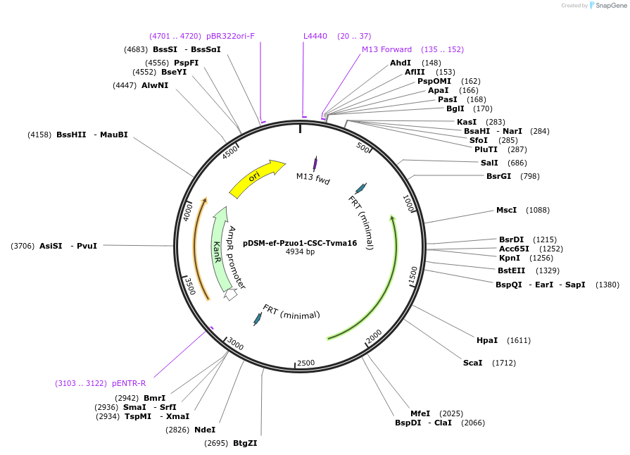 127740-plasmid-map-sequence-id-254124