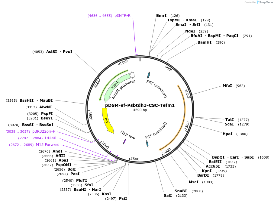 127742-plasmid-map-sequence-id-254140