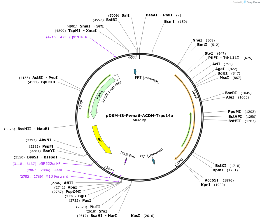 127744-plasmid-map-sequence-id-254147