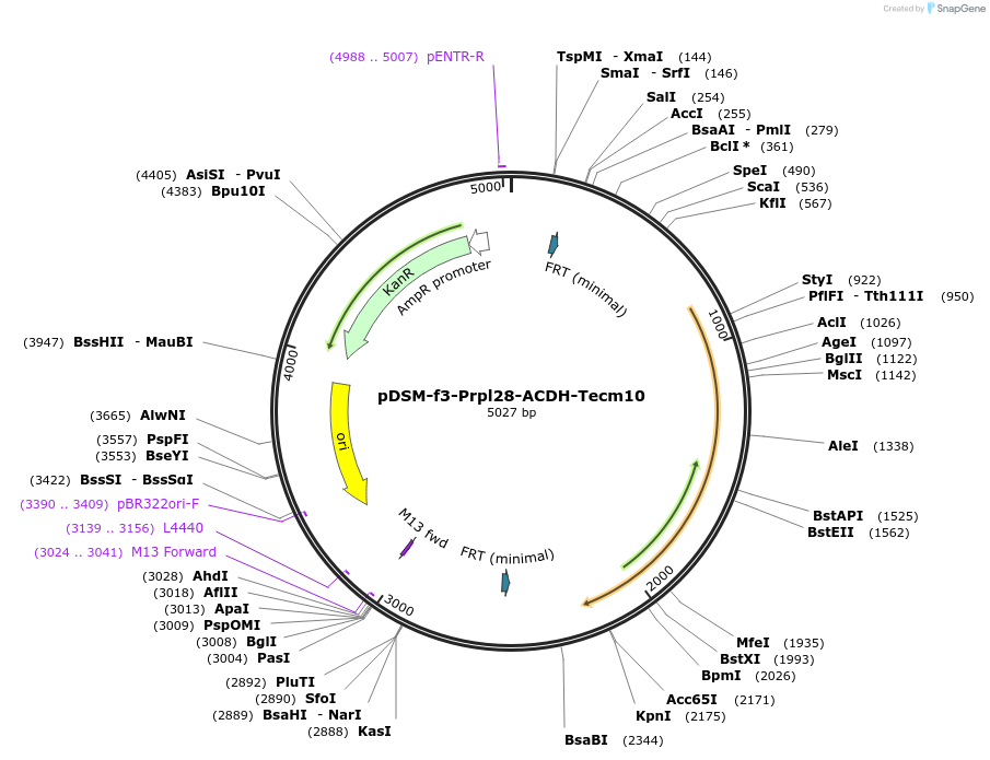 127745-plasmid-map-sequence-id-254149