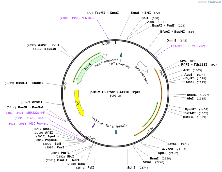 127746-plasmid-map-sequence-id-254153