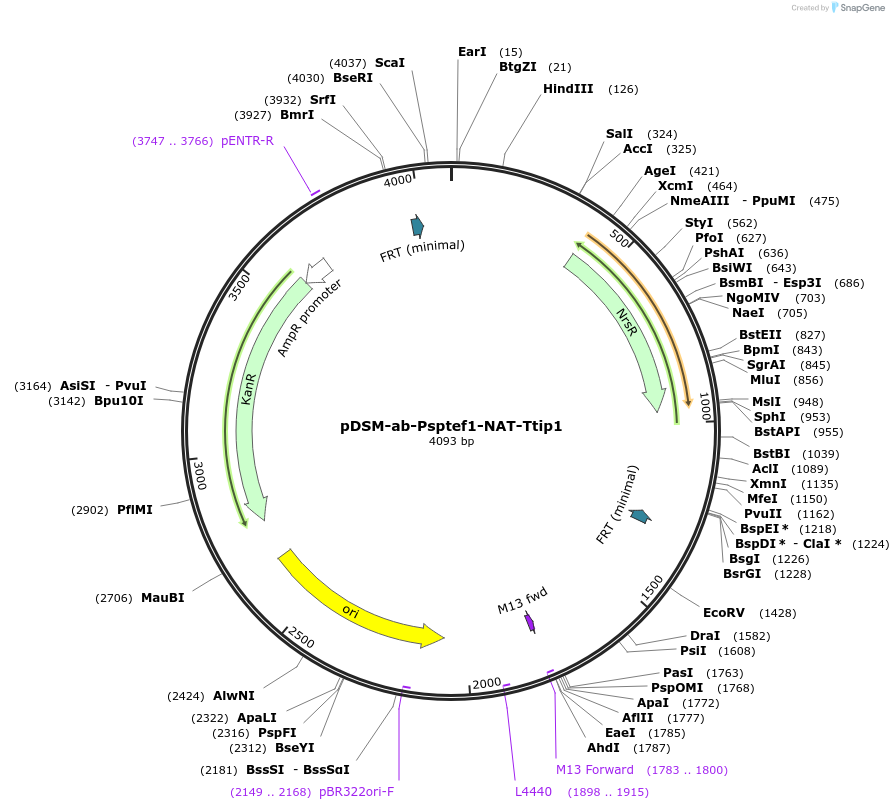 127747-plasmid-map-sequence-id-254154
