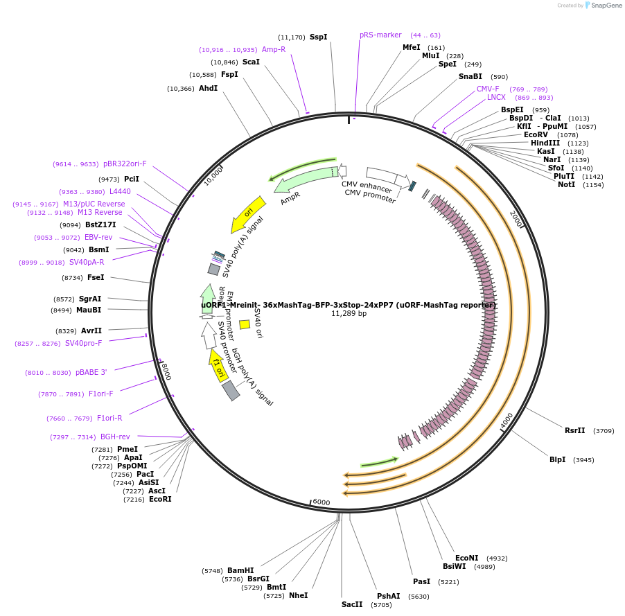 128609-plasmid-map-sequence-id-254162