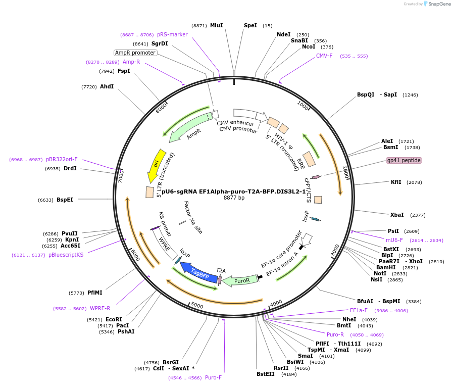128762-plasmid-map-sequence-id-254169