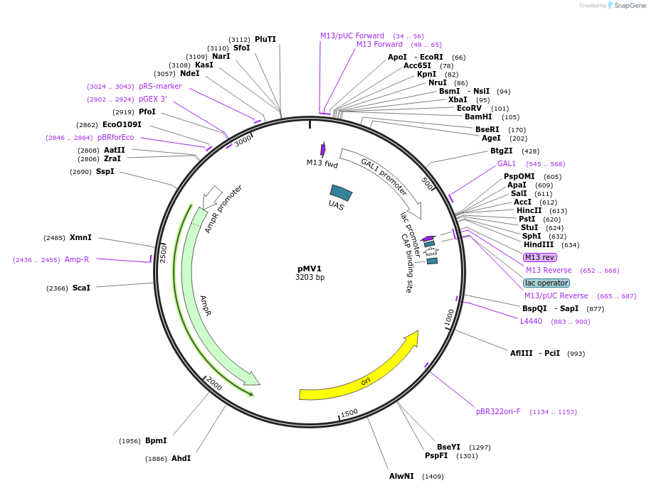 128867-plasmid-map-sequence-id-254175