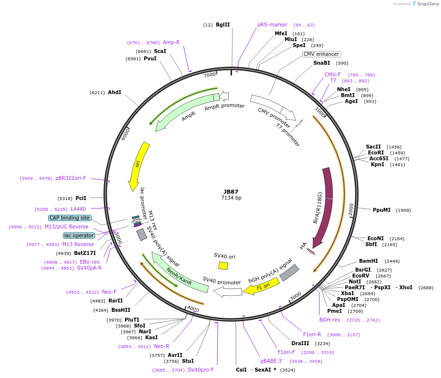 128932-plasmid-map-sequence-id-254176