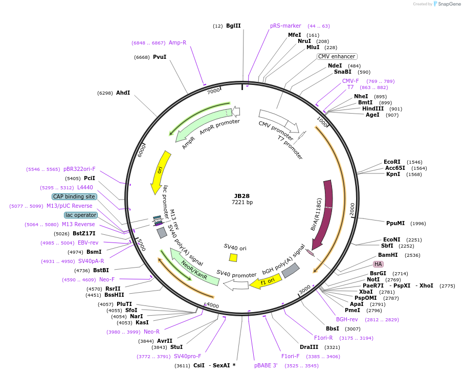 128900-plasmid-map-sequence-id-254180