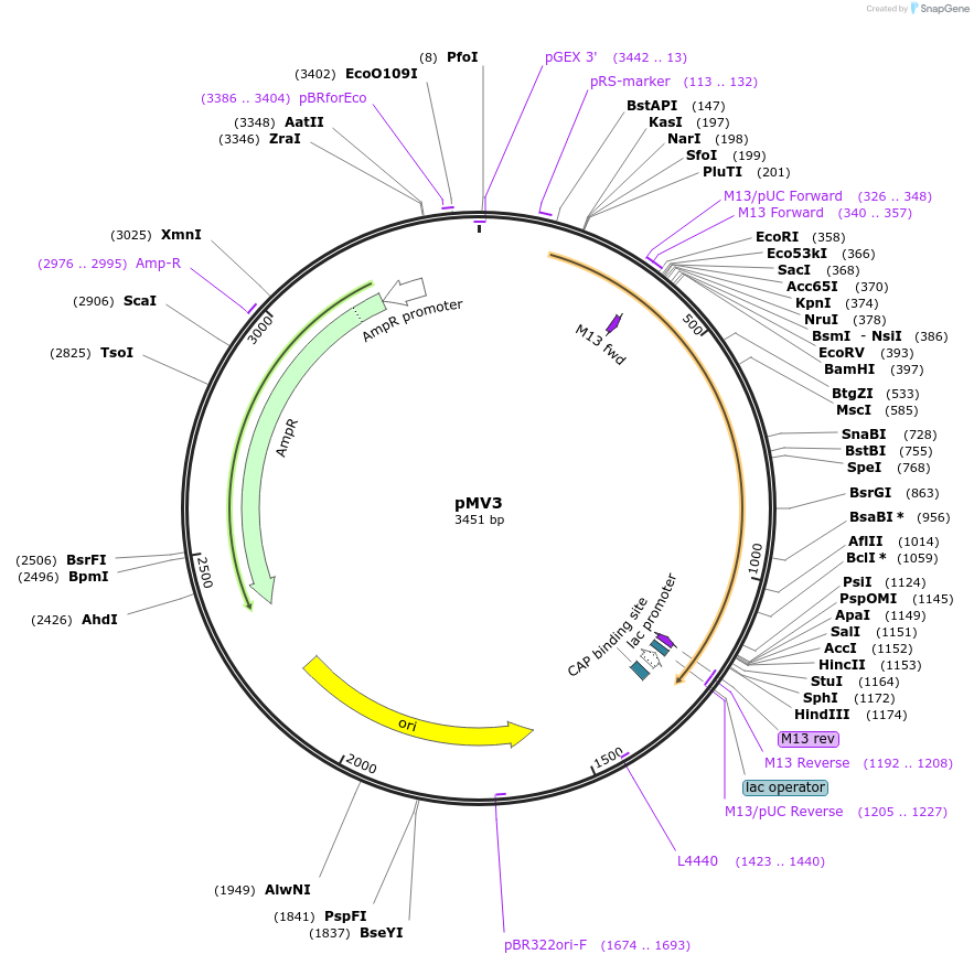128882-plasmid-map-sequence-id-254182