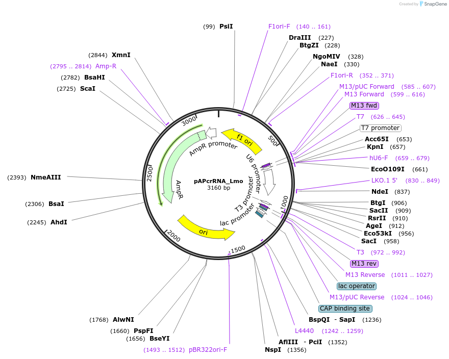 126501-plasmid-map-sequence-id-254193