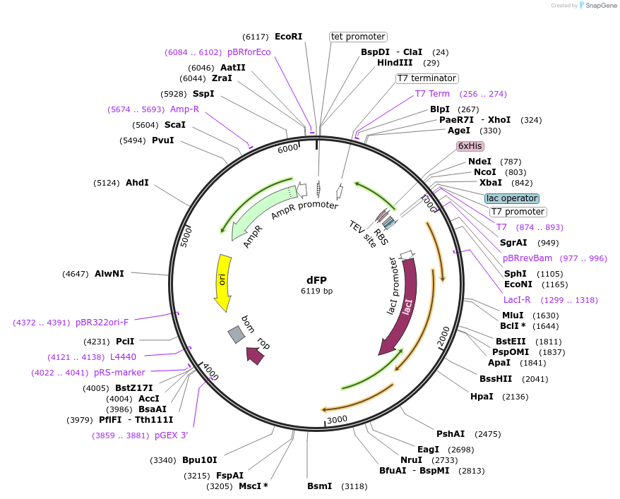 120542-plasmid-map-sequence-id-254195