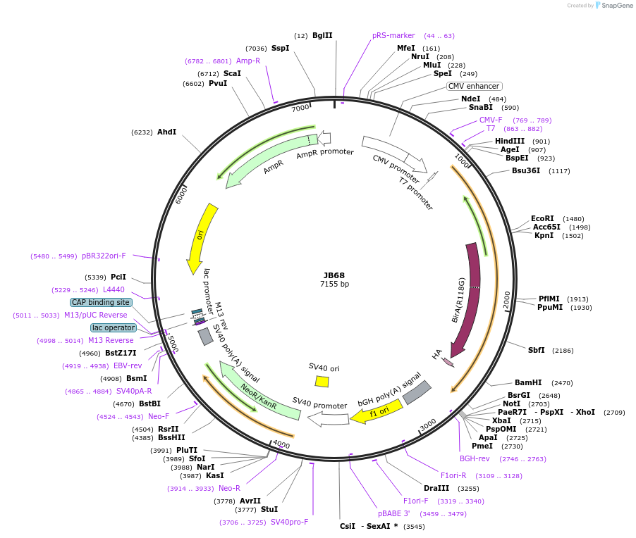 128928-plasmid-map-sequence-id-254203