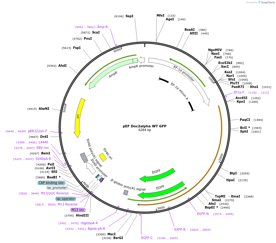 128819-plasmid-map-sequence-id-254208