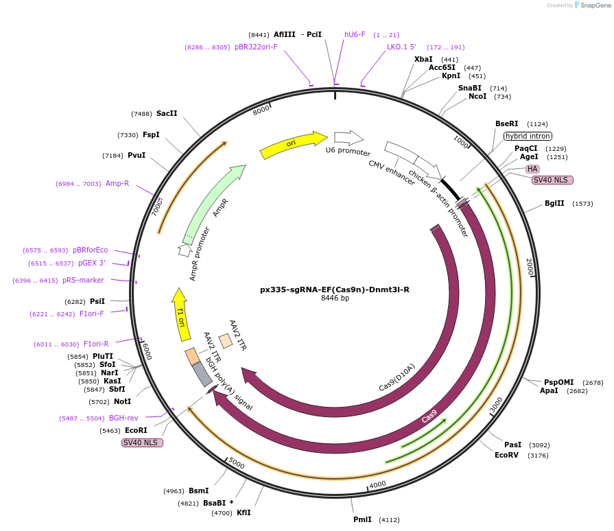 122322-plasmid-map-sequence-id-254218