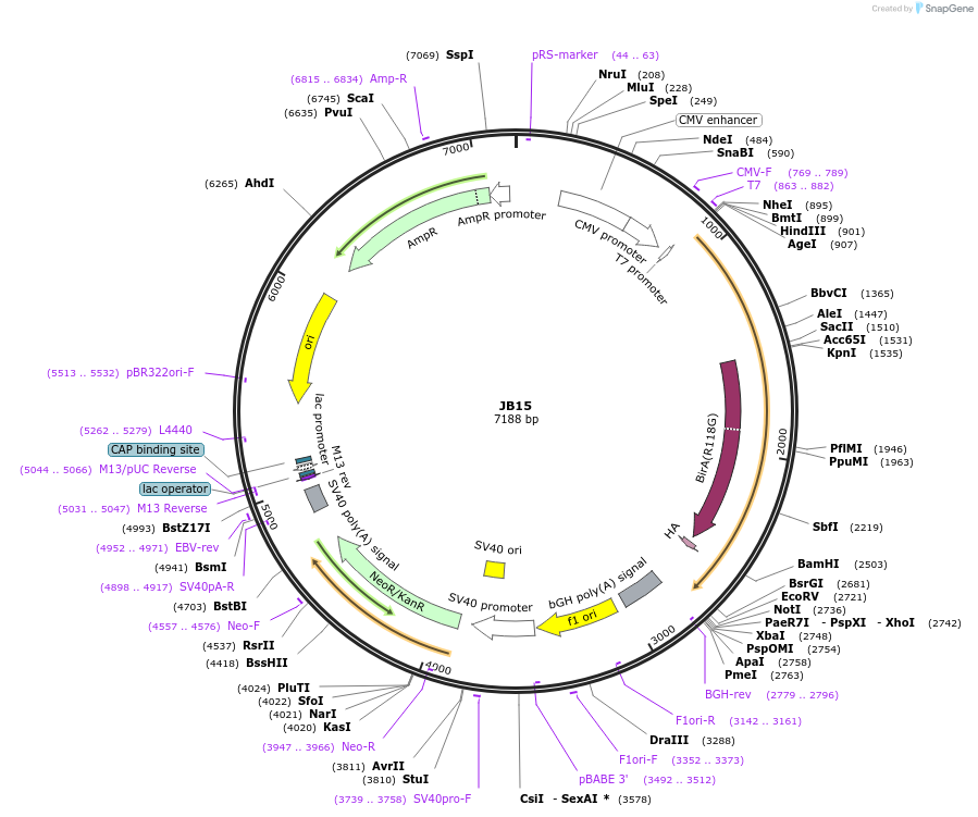 128918-plasmid-map-sequence-id-254224