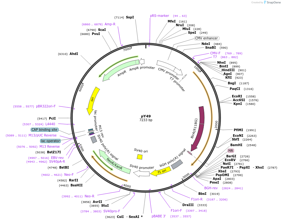 128915-plasmid-map-sequence-id-254226