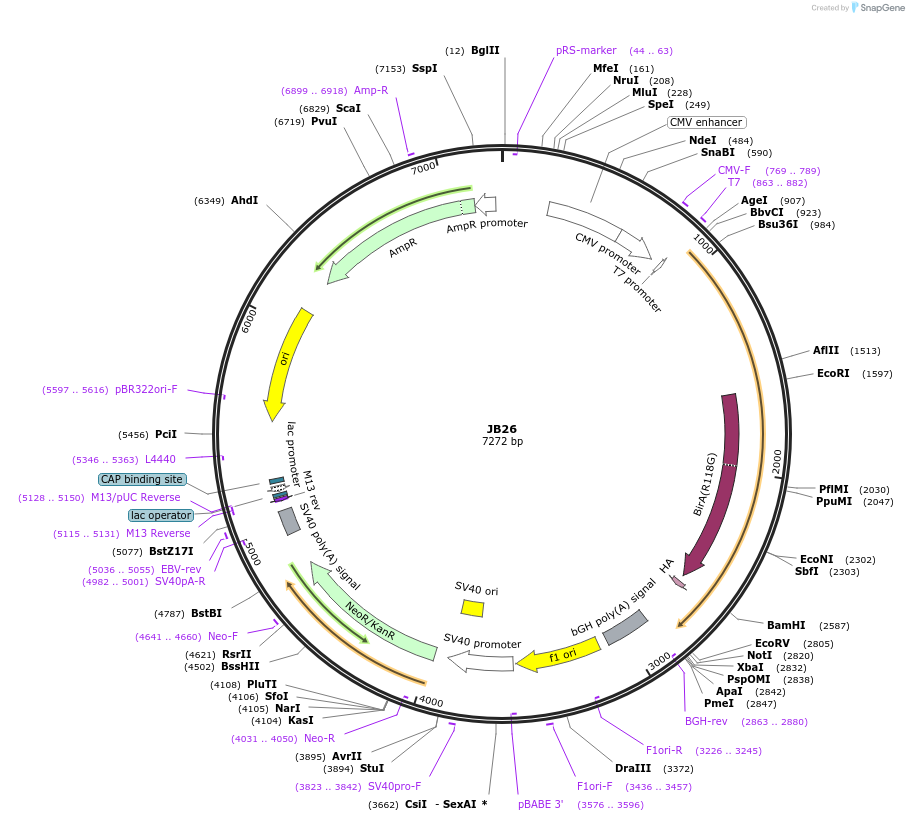 128920-plasmid-map-sequence-id-254229