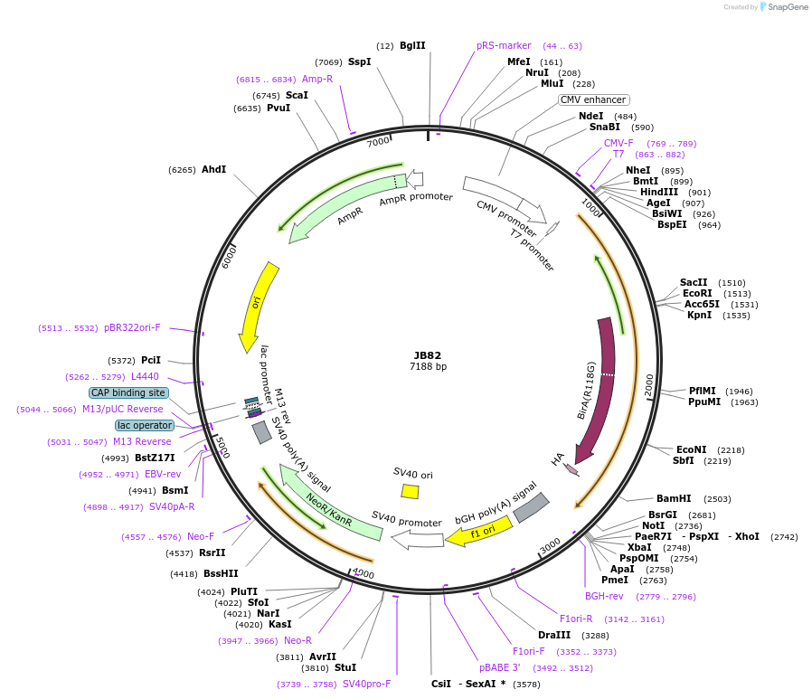 128911-plasmid-map-sequence-id-254232