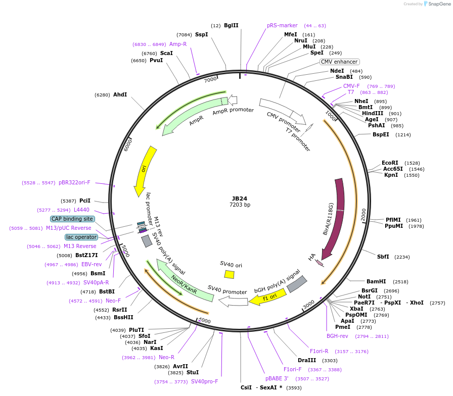 128906-plasmid-map-sequence-id-254234