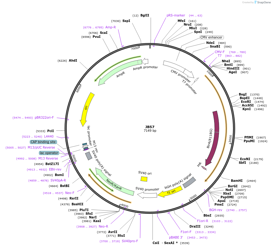 128931-plasmid-map-sequence-id-254236
