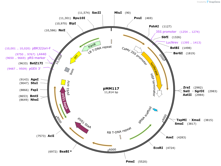 127212-plasmid-map-sequence-id-254242