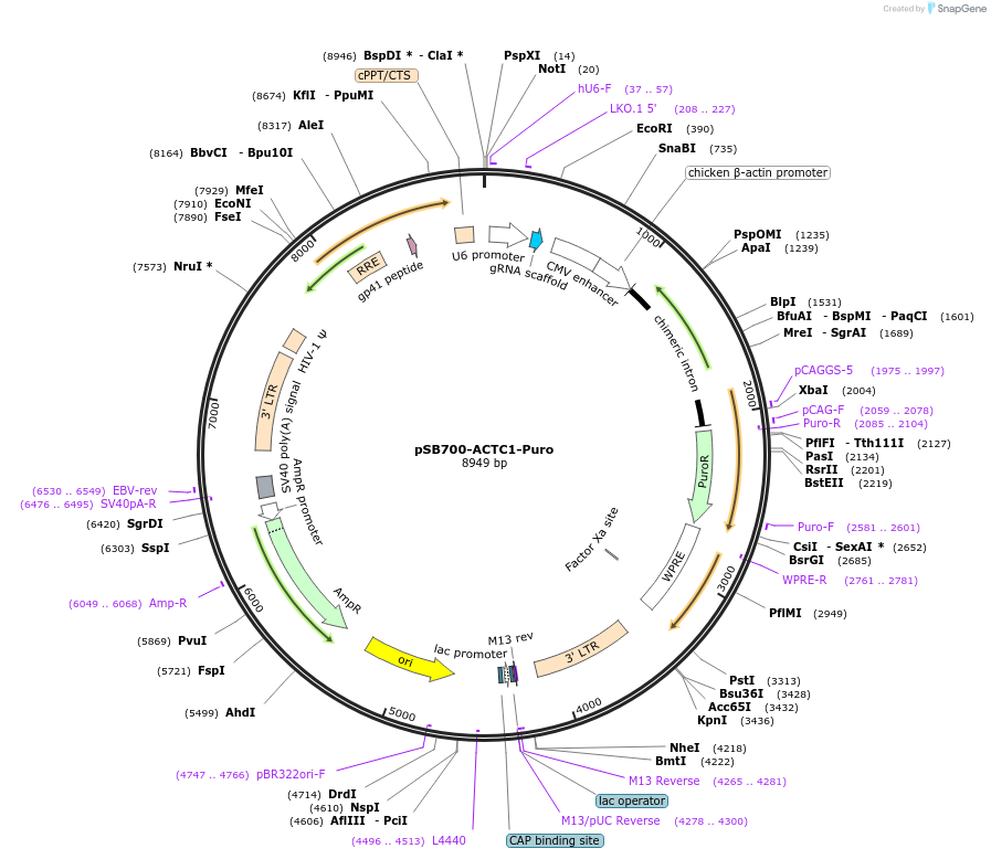 128324-plasmid-map-sequence-id-254244