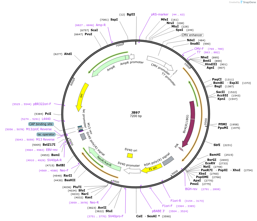 128926-plasmid-map-sequence-id-254245