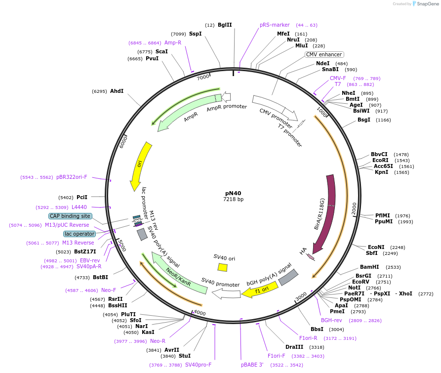 128898-plasmid-map-sequence-id-254248
