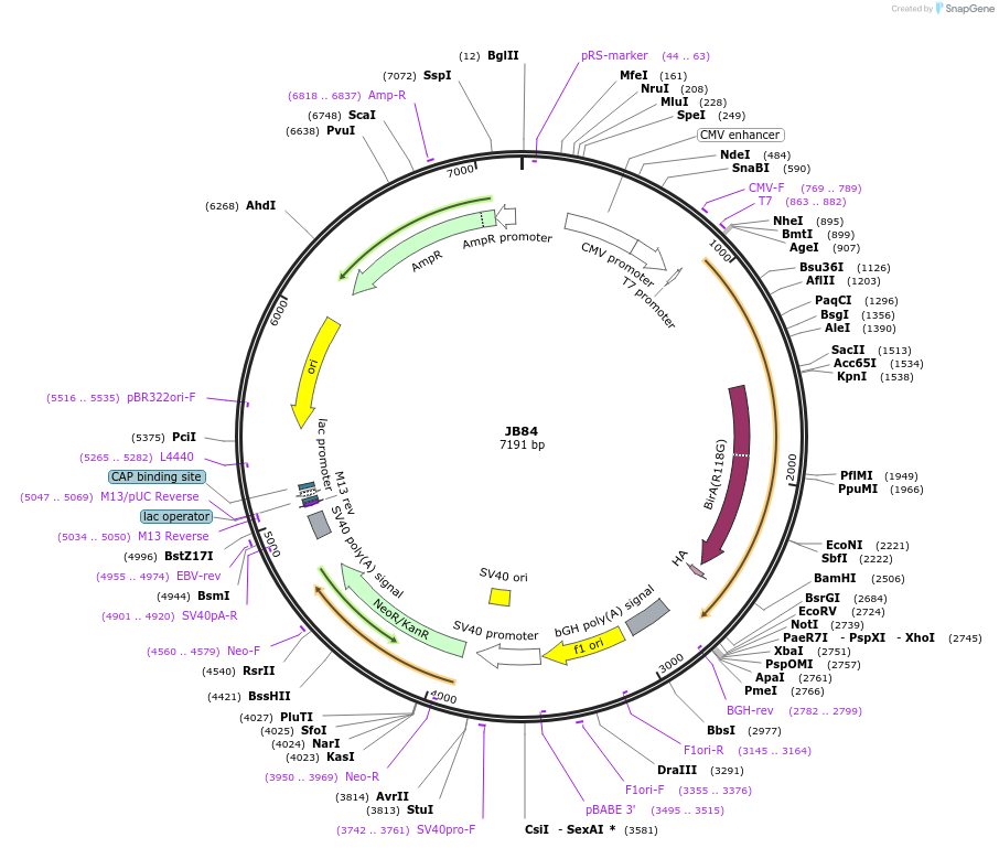 128908-plasmid-map-sequence-id-254252
