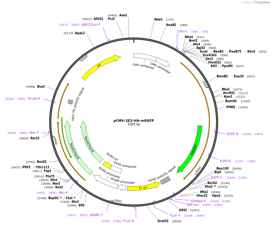 129595-plasmid-map-sequence-id-254267