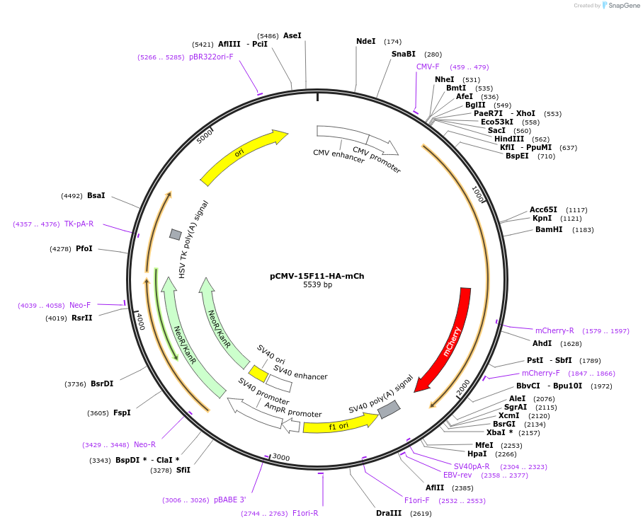 129591-plasmid-map-sequence-id-254269