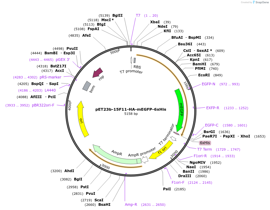 129593-plasmid-map-sequence-id-254271