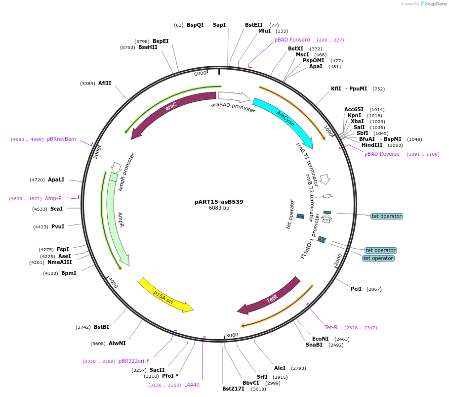 127394-plasmid-map-sequence-id-254272