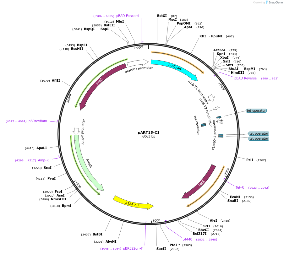 127395-plasmid-map-sequence-id-254274