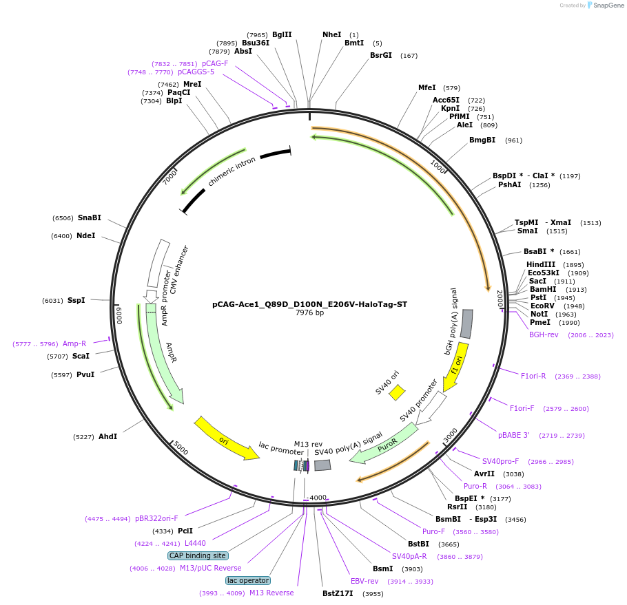 129260-plasmid-map-sequence-id-254291