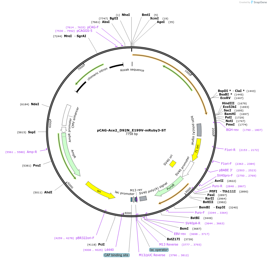 129262-plasmid-map-sequence-id-254301
