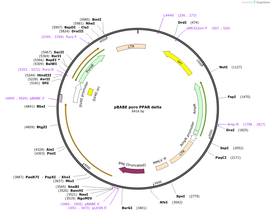 8891-plasmid-map-sequence-id-254319