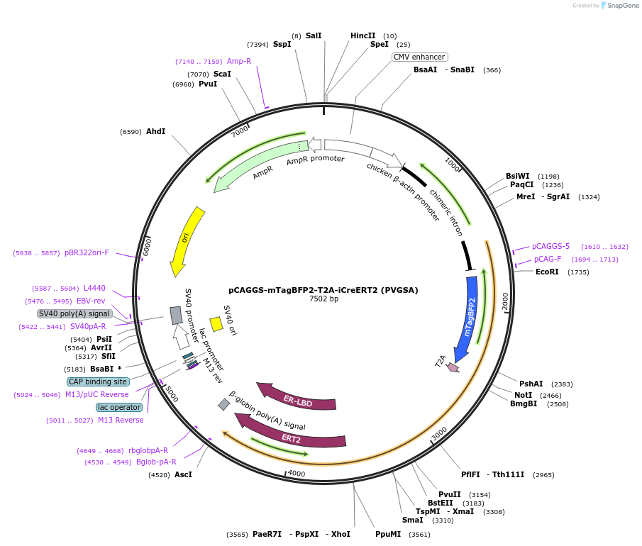 128173-plasmid-map-sequence-id-254324