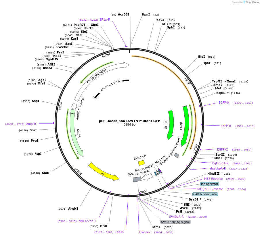 128821-plasmid-map-sequence-id-254327