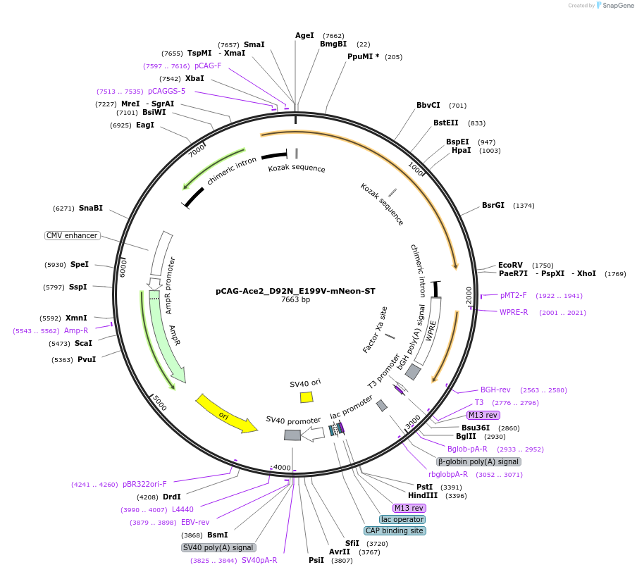 129261-plasmid-map-sequence-id-254336